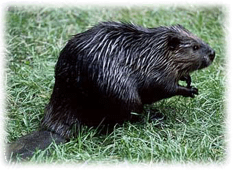 beaver