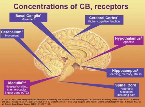 cb1