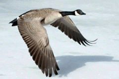 goose