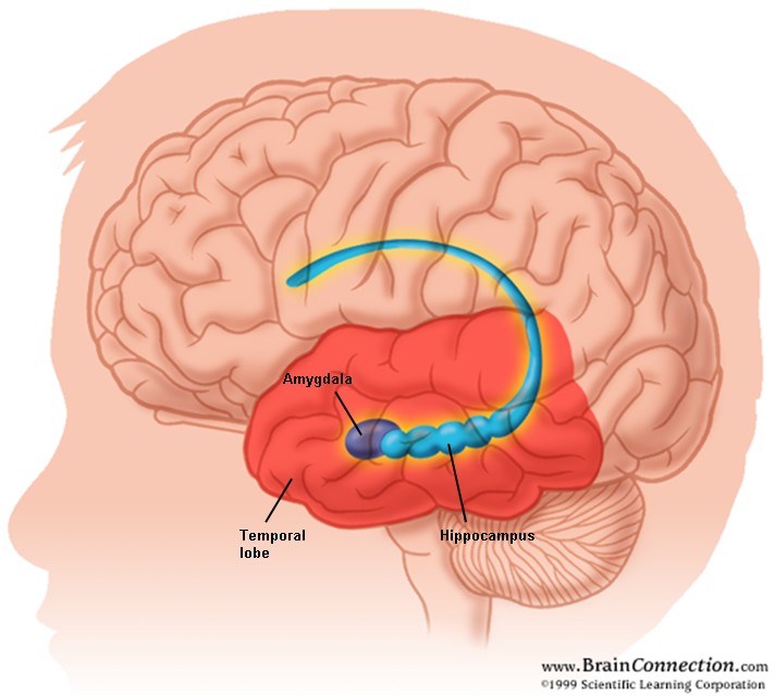brain anatomy amygdala