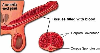 penis anatomy