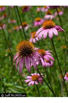 Echinacea
