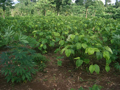 Kava