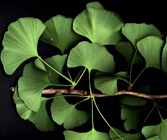 Ginkgo