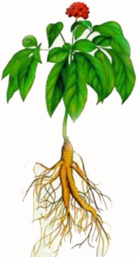 ginseng2